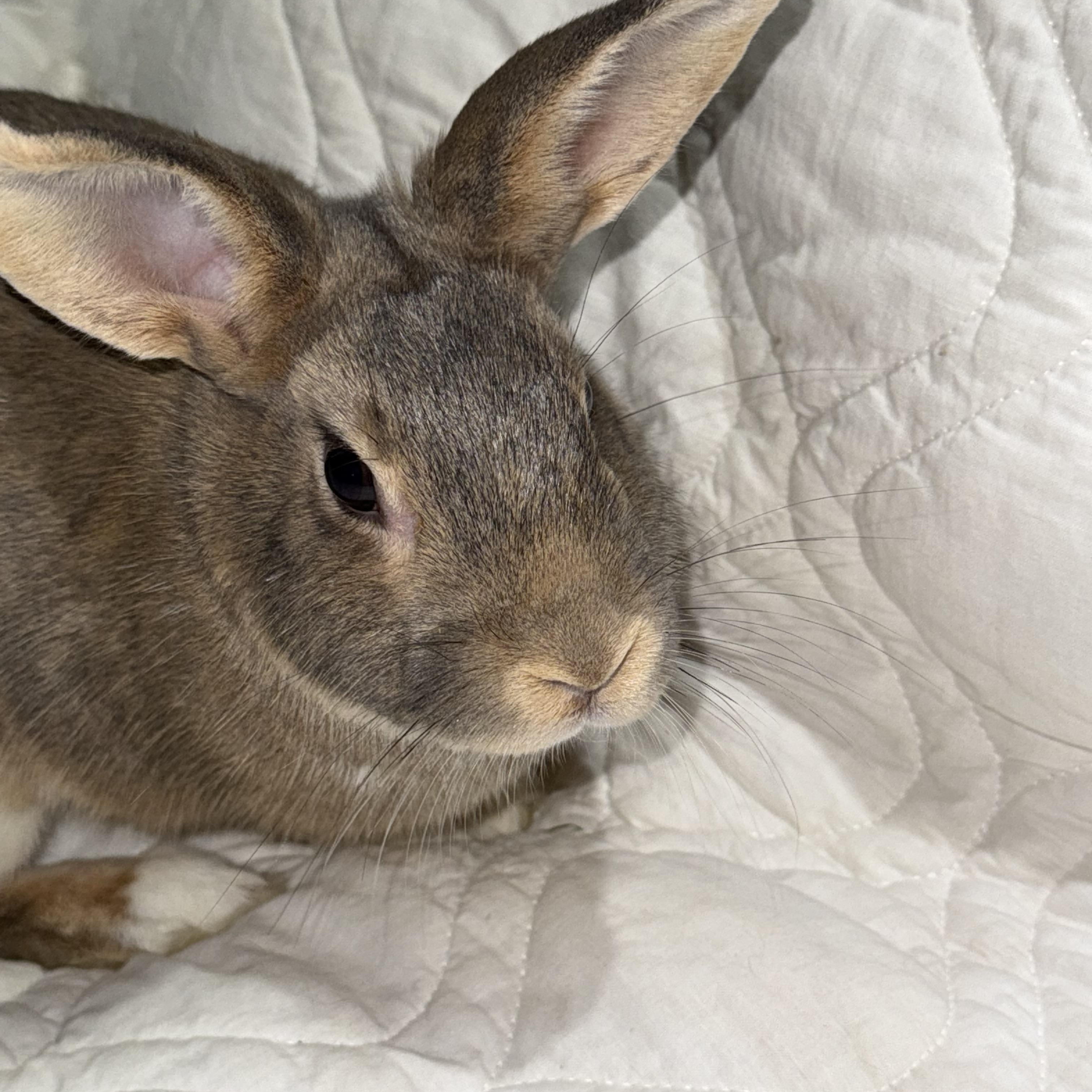 Enlarge Treasure , a ADOPTABLE New Zealand in St. Charles, MO image 4/6