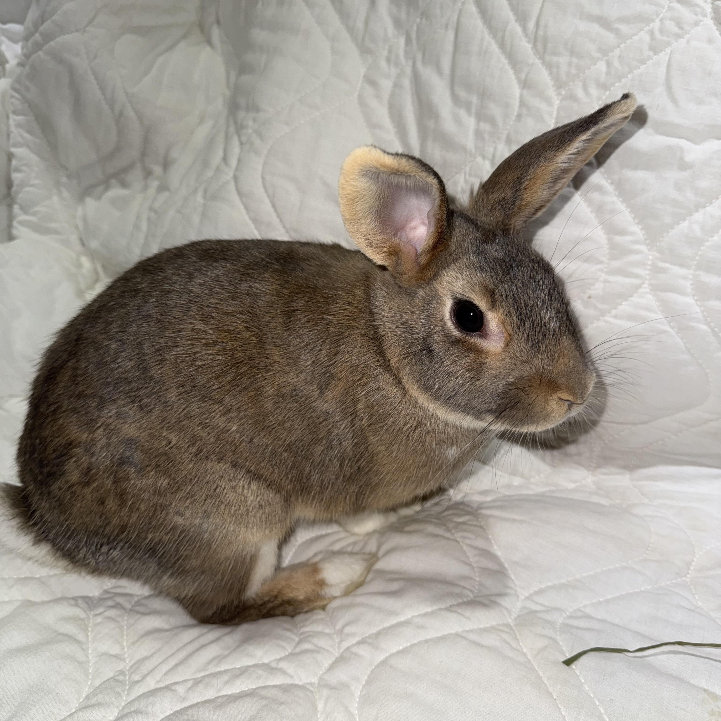 Enlarge Treasure , a ADOPTABLE New Zealand in St. Charles, MO image 6/6