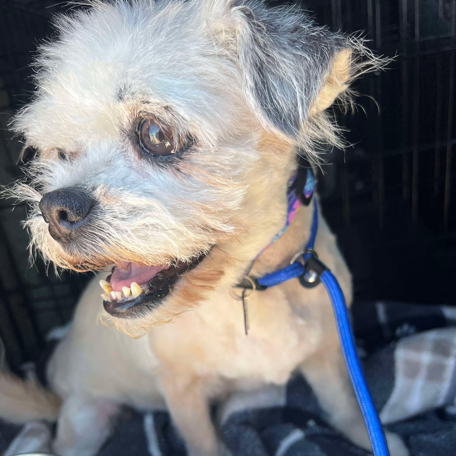 Misty, Senior Female Shih Tzu