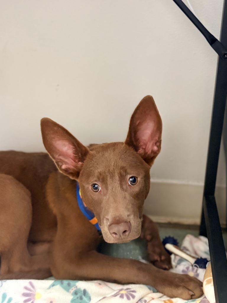 Enlarge Buddy (Puppy), a Adoptable mixed breed in Albany, GA image 1/6