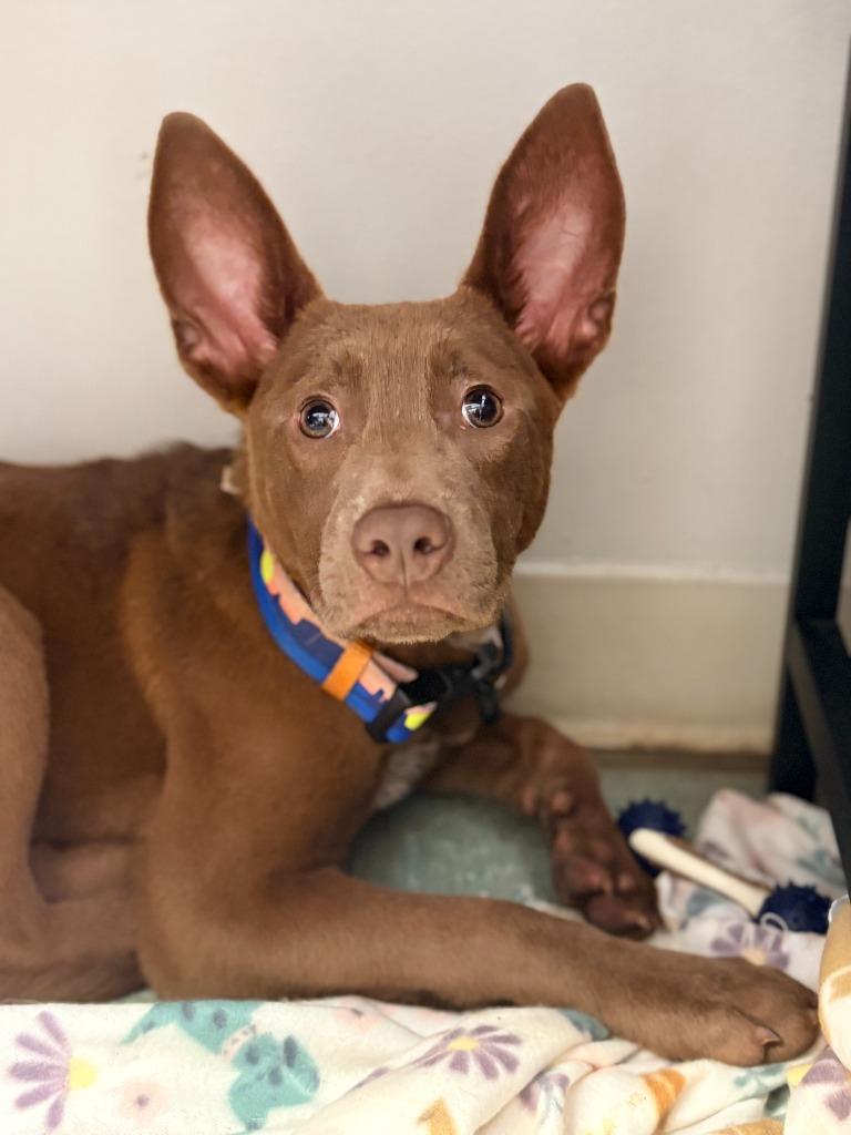 Enlarge Buddy (Puppy), a Adoptable mixed breed in Albany, GA image 2/6