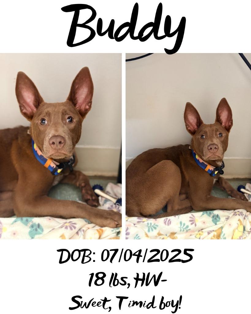 Enlarge Buddy (Puppy), a Adoptable mixed breed in Albany, GA image 3/6