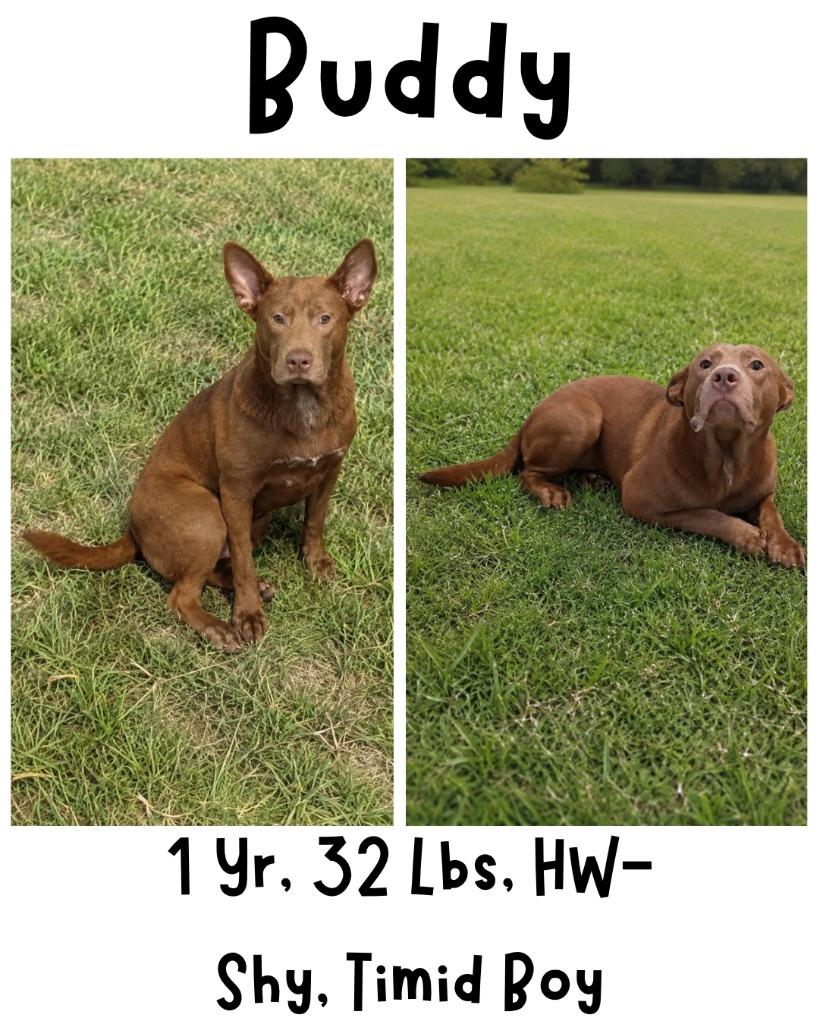 Enlarge Buddy (Puppy), a Adoptable mixed breed in Albany, GA image 4/6