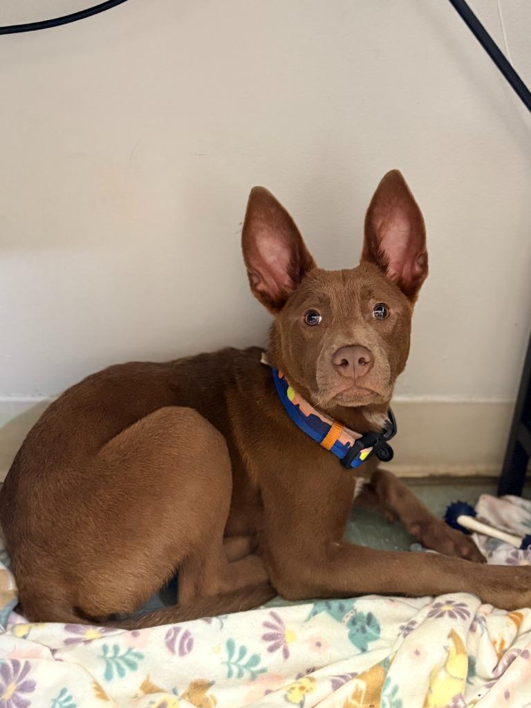 Enlarge Buddy (Puppy), a Adoptable mixed breed in Albany, GA image 5/6