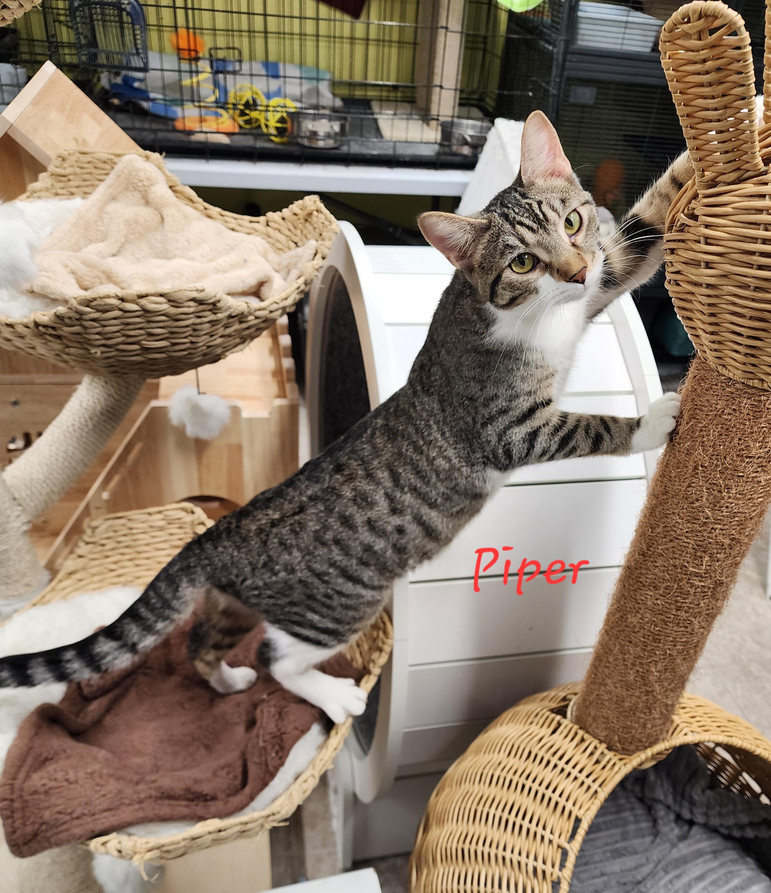 Piper, a Adoptable Domestic Short Hair in Waterloo, IA image 2/6