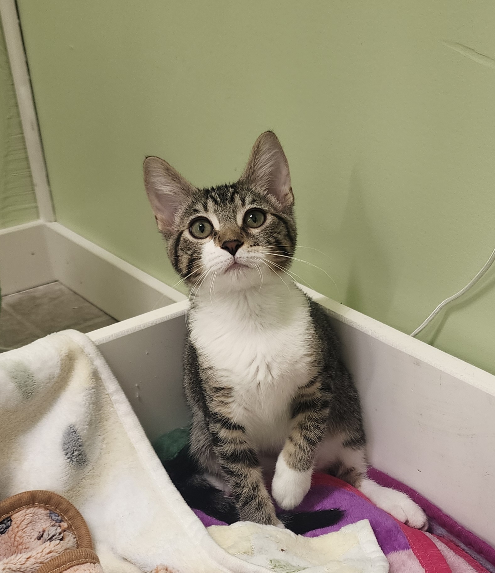 Piper, a Adoptable Domestic Short Hair in Waterloo, IA image 6/6