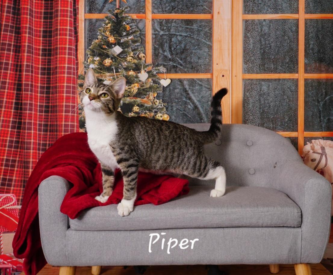 Piper, a Adoptable Domestic Short Hair in Waterloo, IA image 3/6