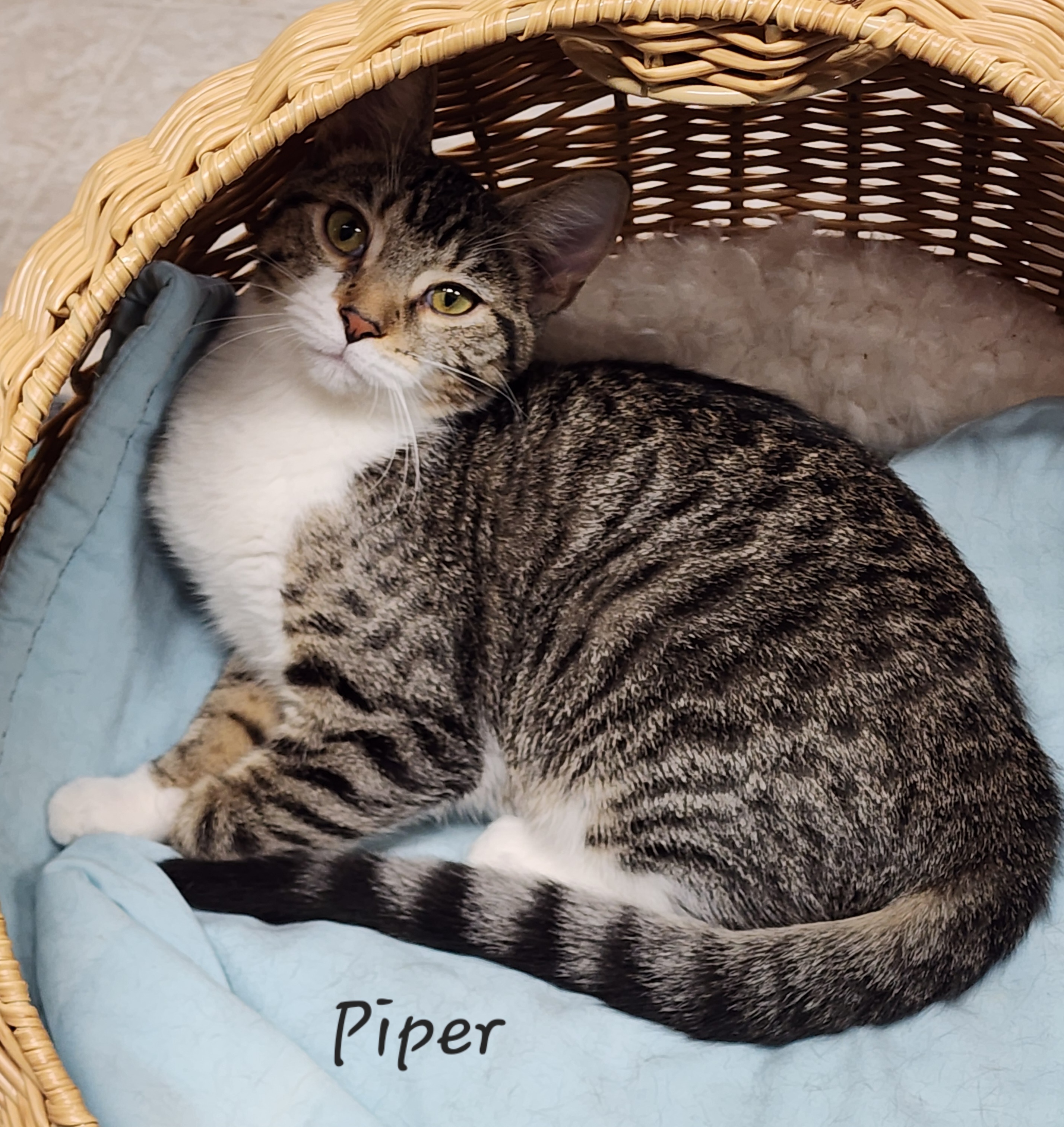 Piper, a Adoptable Domestic Short Hair in Waterloo, IA image 4/6