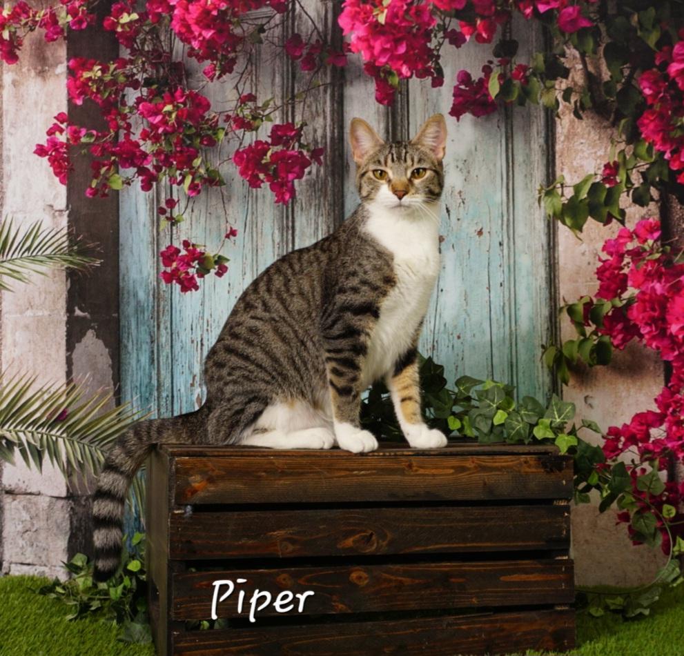 Piper, a Adoptable Domestic Short Hair in Waterloo, IA image 1/6