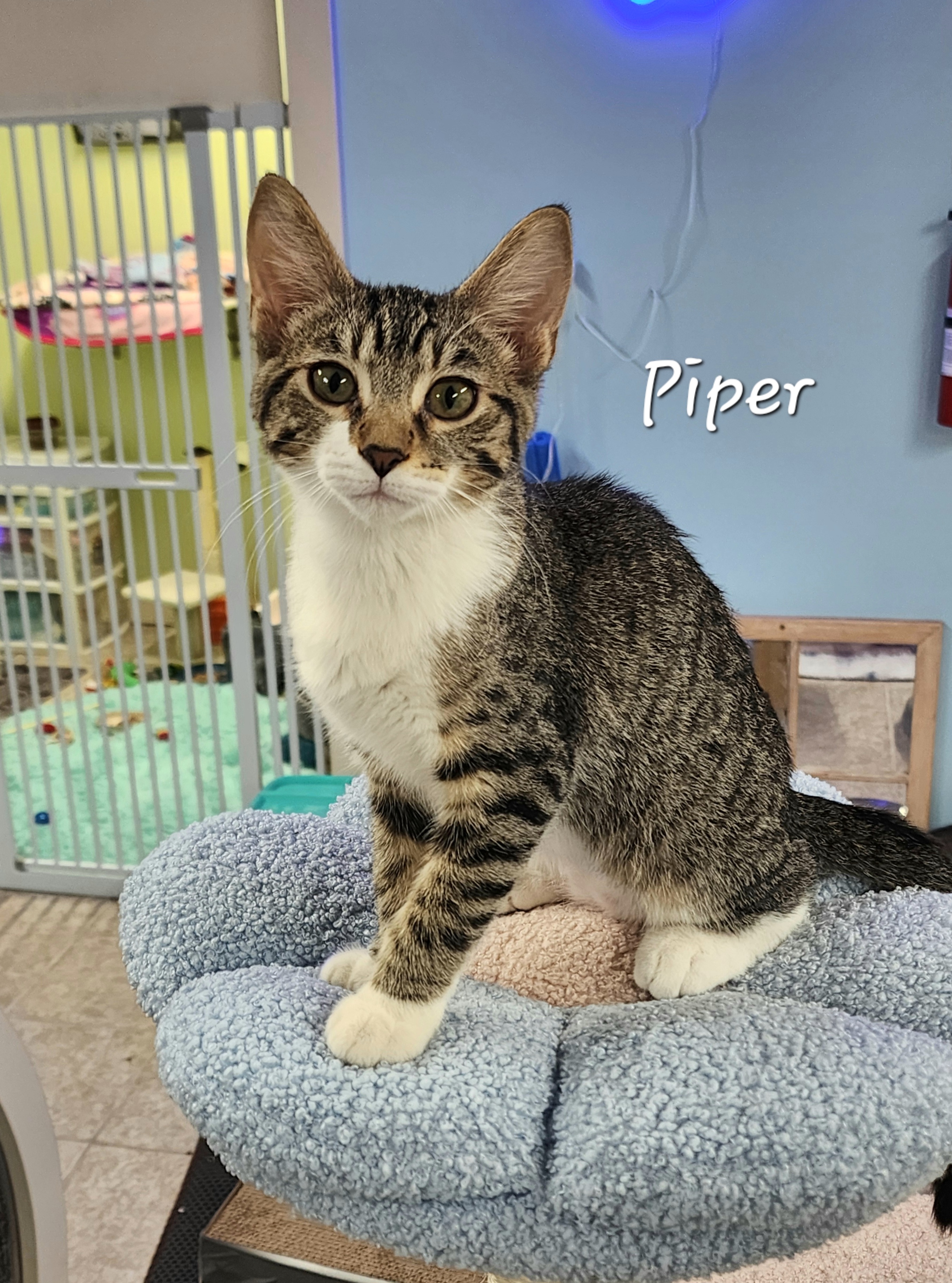 Piper, an adoptable Domestic Short Hair in Waterloo, IA, 50707 | Photo Image 5