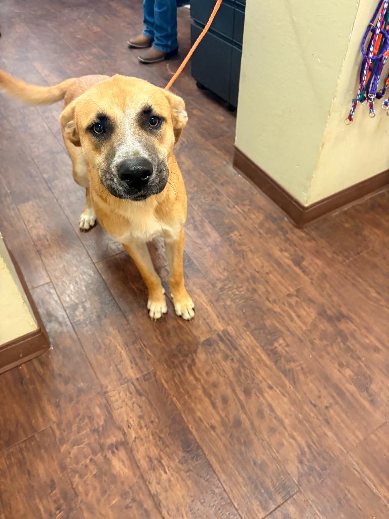 Dog Kennel #19 Max, Adoptable, Young Male German Shepherd Dog & Mixed Breed.