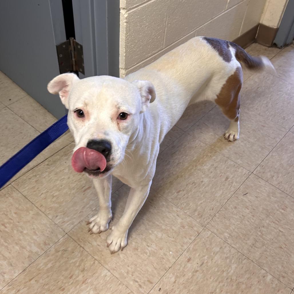 Carmen, Adoptable, Adult Female Pit Bull Terrier.