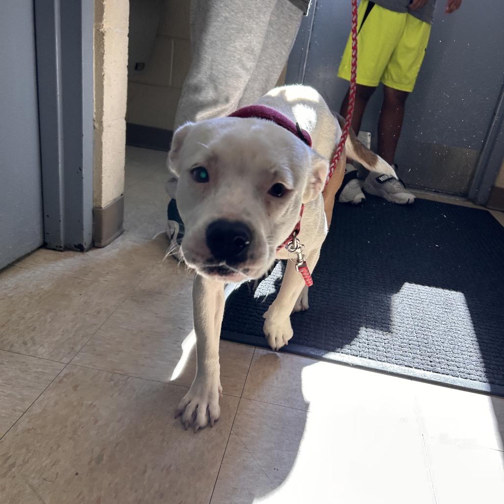Enlarge Carmen, a Adoptable Pit Bull Terrier in Roxboro, NC image 2/2
