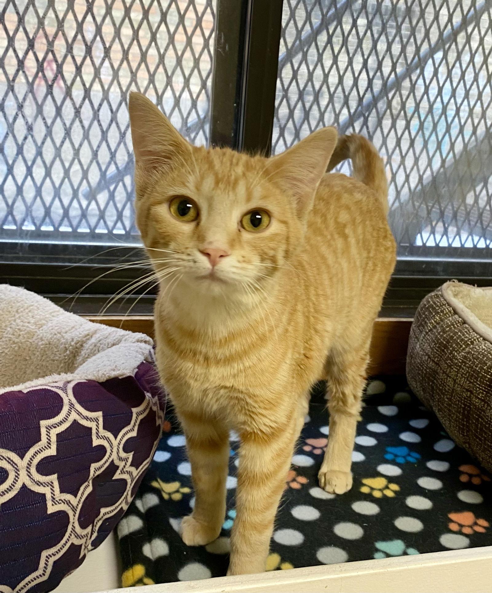 Portabella, Adopted, Young Female Domestic Short Hair & Tabby.