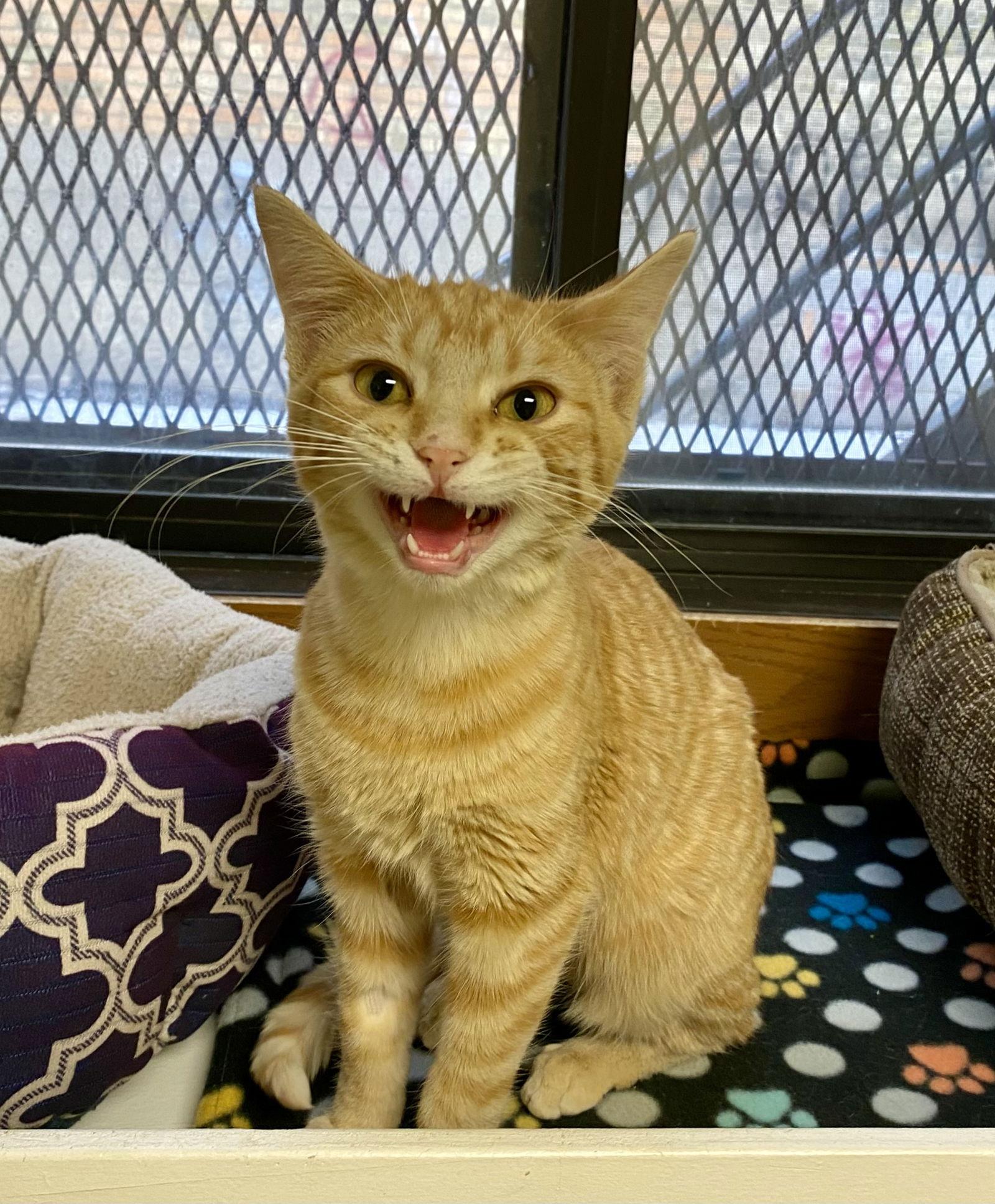 Enlarge Portabella, a Adopted mixed breed in Fargo, ND image 2/2