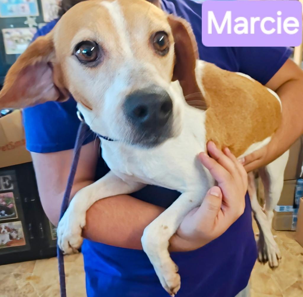 Enlarge Marcie, a Adoptable mixed breed in Mena, AR image 1/3
