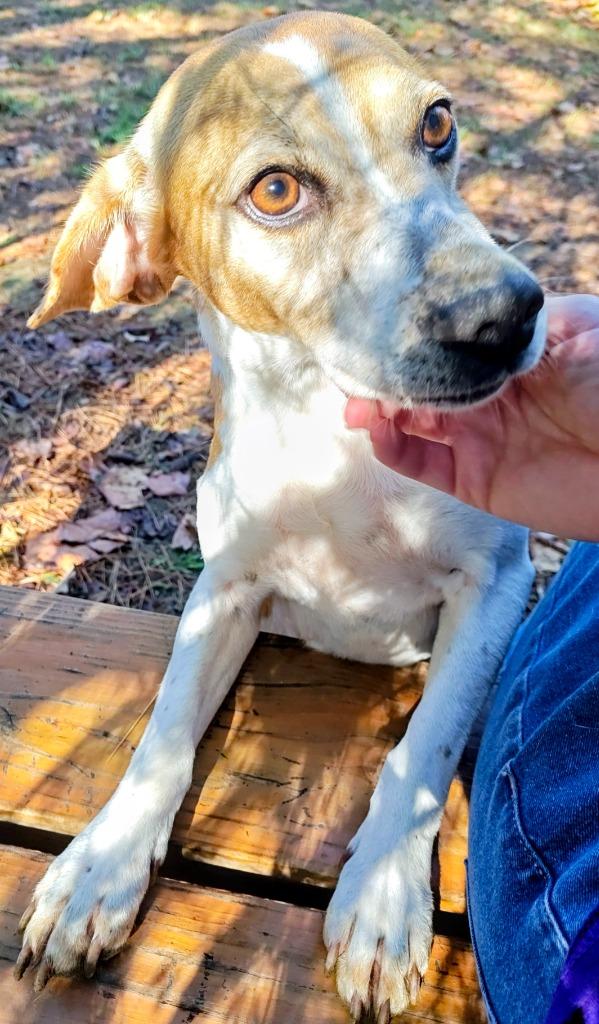 Enlarge Marcie, a Adoptable mixed breed in Mena, AR image 2/3