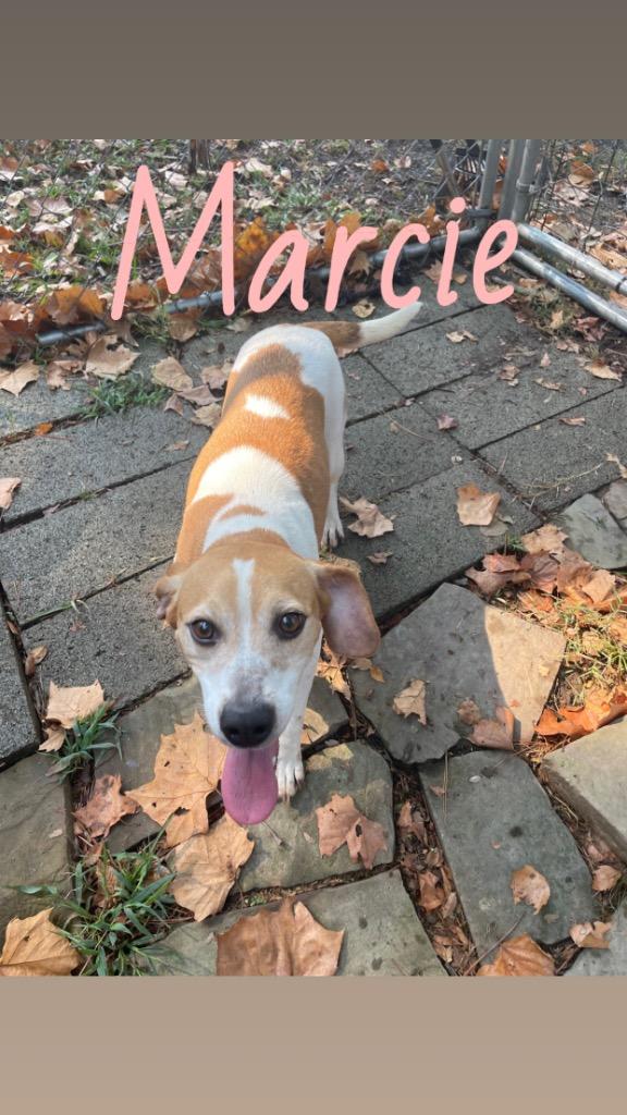 Enlarge Marcie, a Adoptable mixed breed in Mena, AR image 3/3
