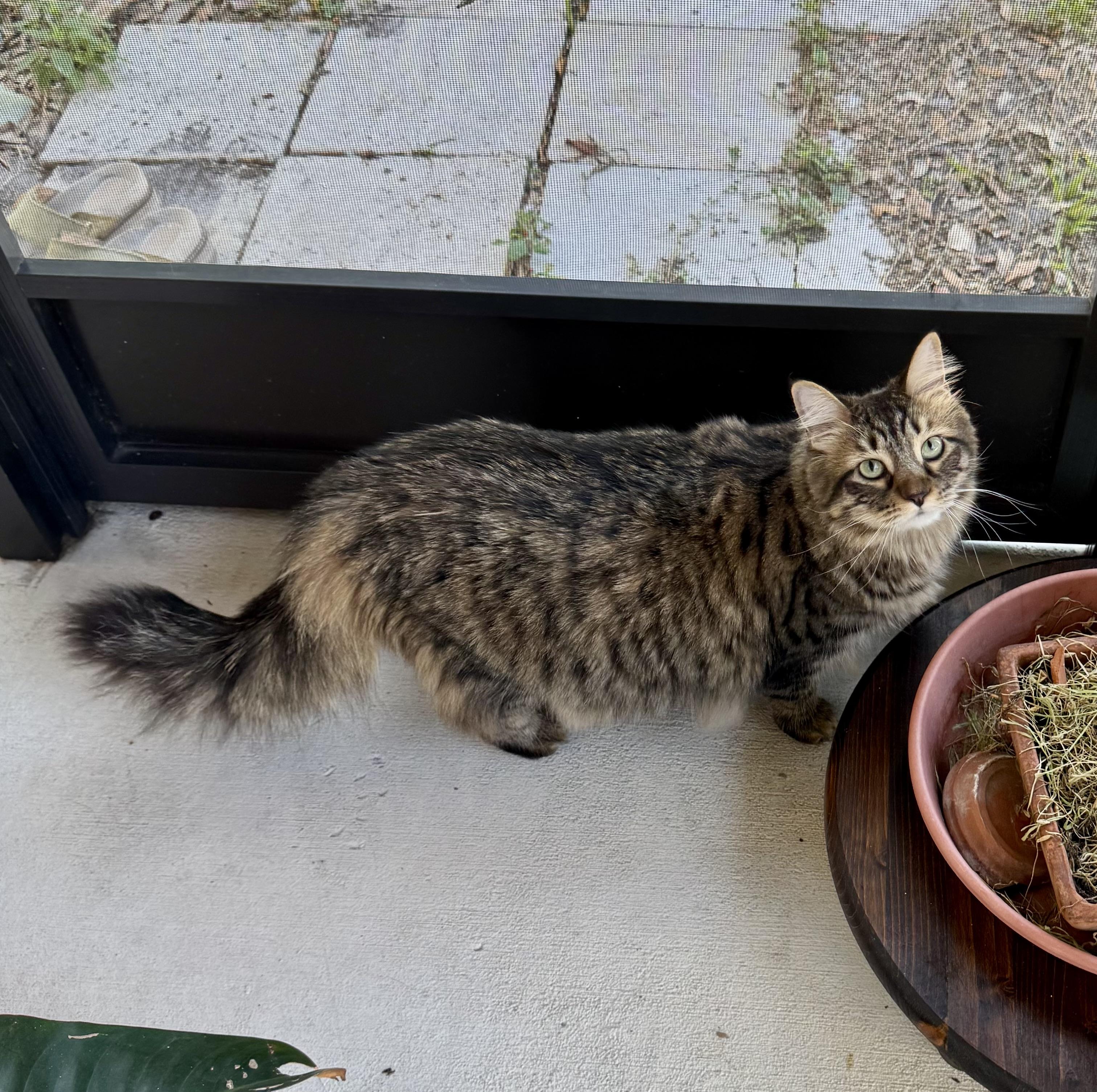 Joan Rivers, an adoptable Himalayan in St Petersburg, FL, 33710 | Photo Image 2