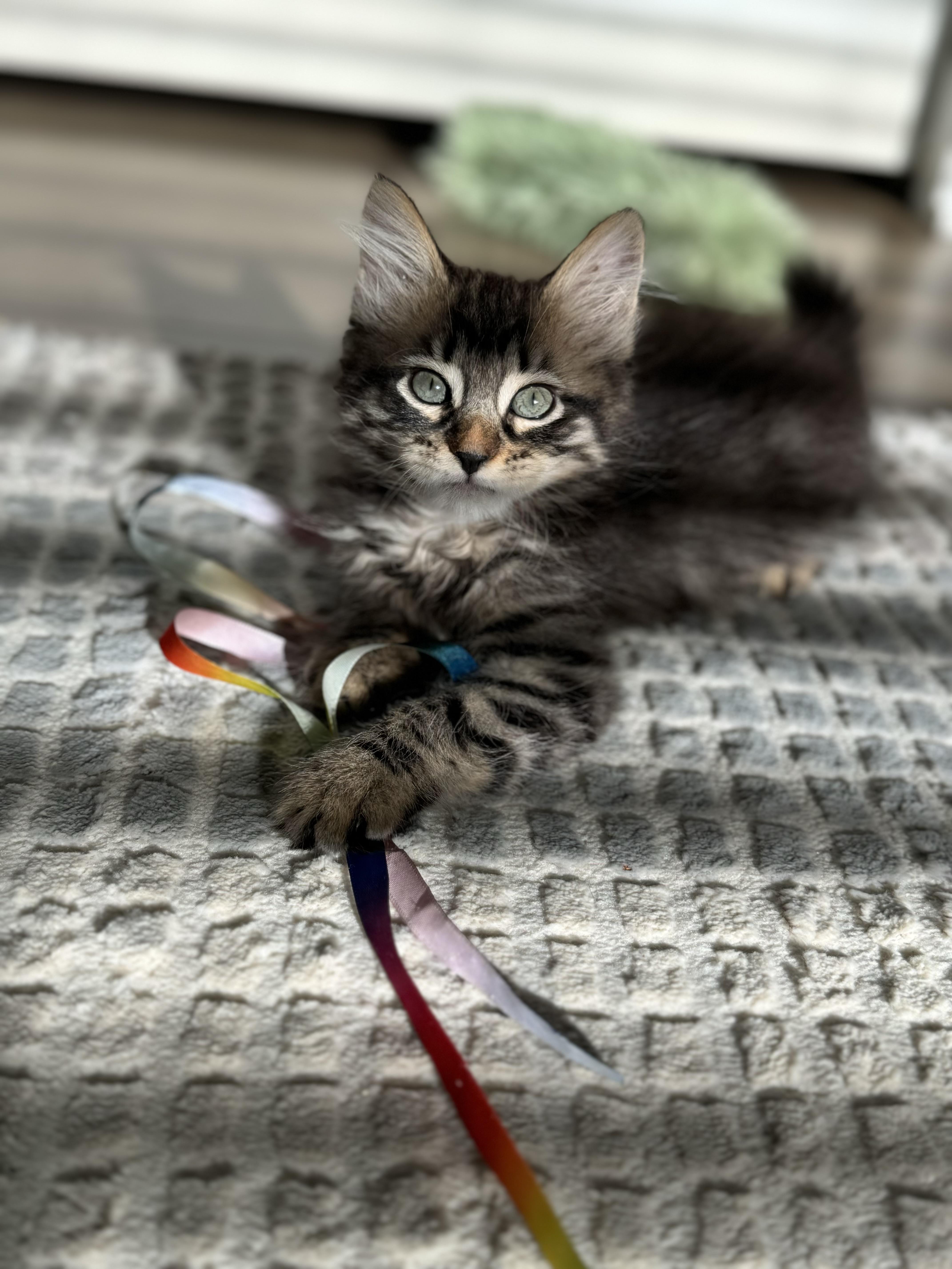 Joan Rivers, an adoptable Himalayan in St Petersburg, FL, 33710 | Photo Image 3