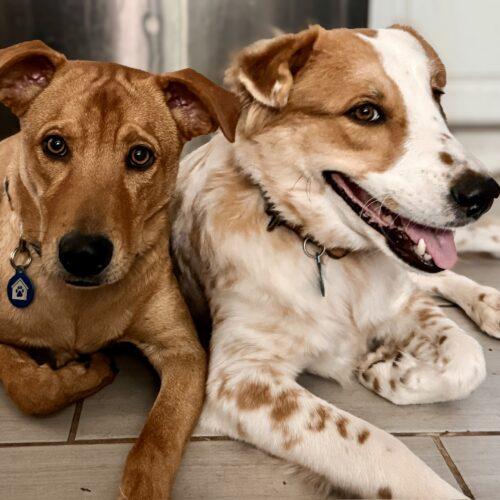 Luca, Adoptable, Puppy Male Australian Shepherd & Shar-Pei.