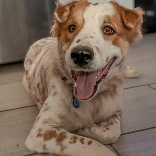 Enlarge Luca, a Adoptable mixed breed in Glendale, AZ image 2/6