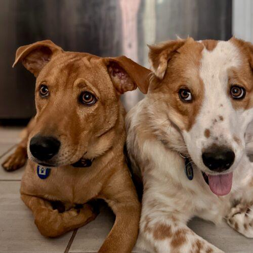 Enlarge Luca, a Adoptable mixed breed in Glendale, AZ image 4/6