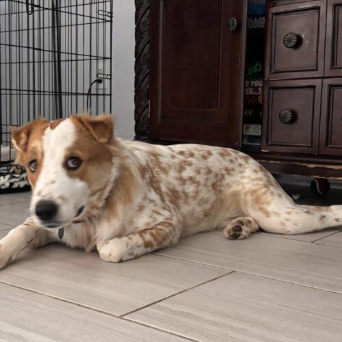 Enlarge Luca, a Adoptable mixed breed in Glendale, AZ image 5/6