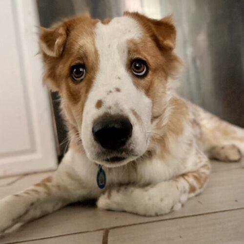 Enlarge Luca, a Adoptable mixed breed in Glendale, AZ image 6/6