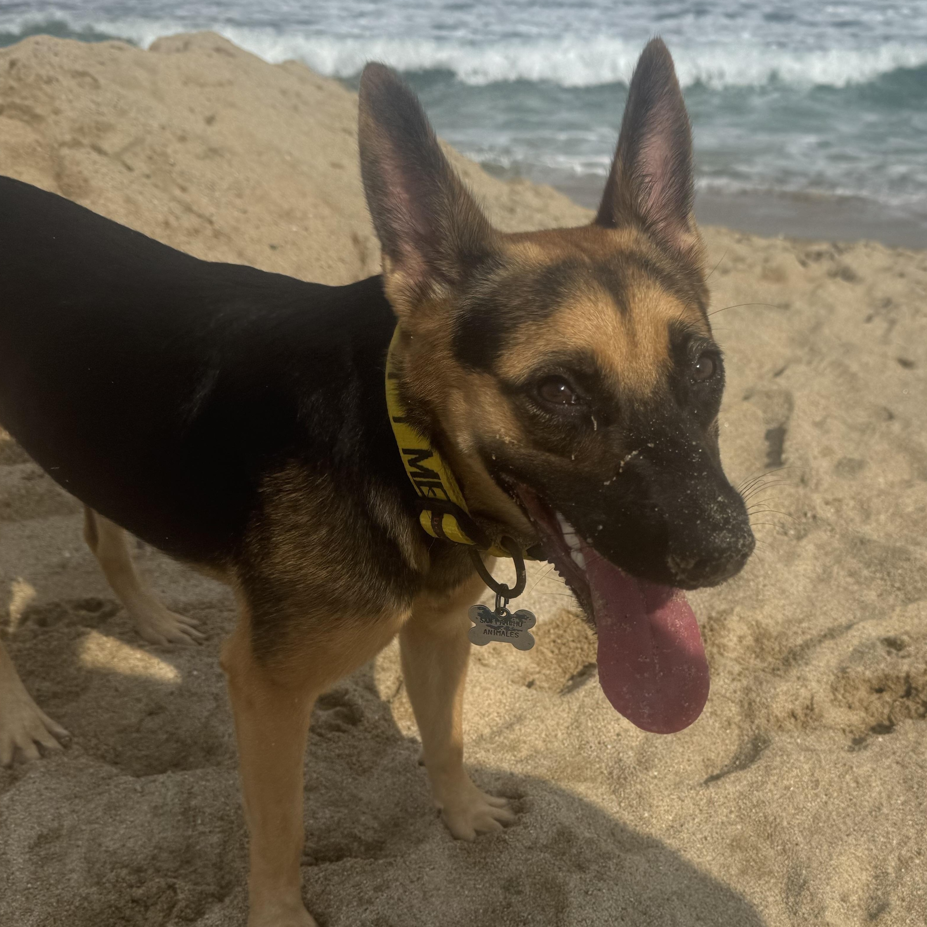 Peppa, ADOPTABLE, Young Female German Shepherd Dog.