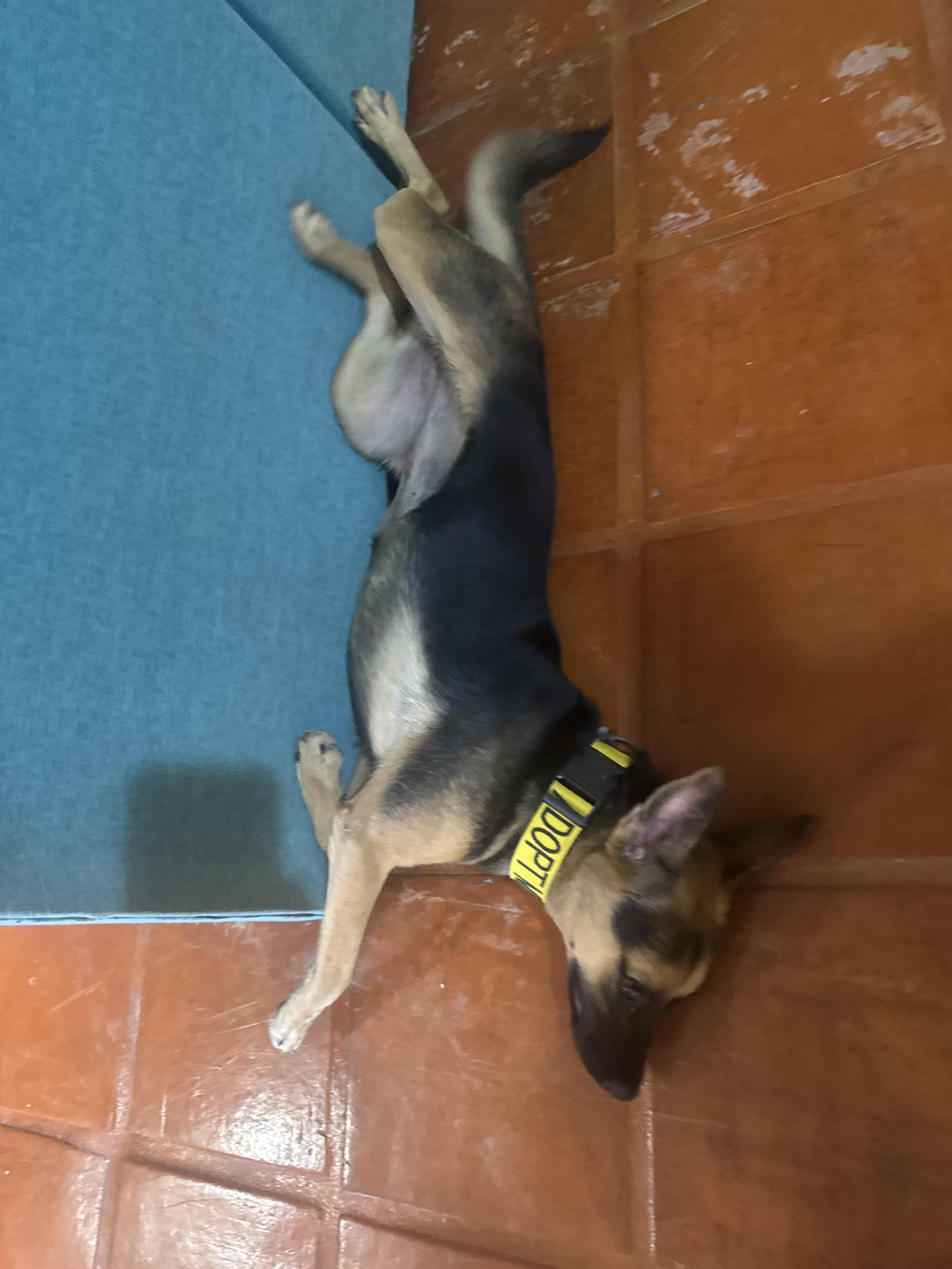 Peppa, a ADOPTABLE mixed breed in oregon city, OR image 2/5