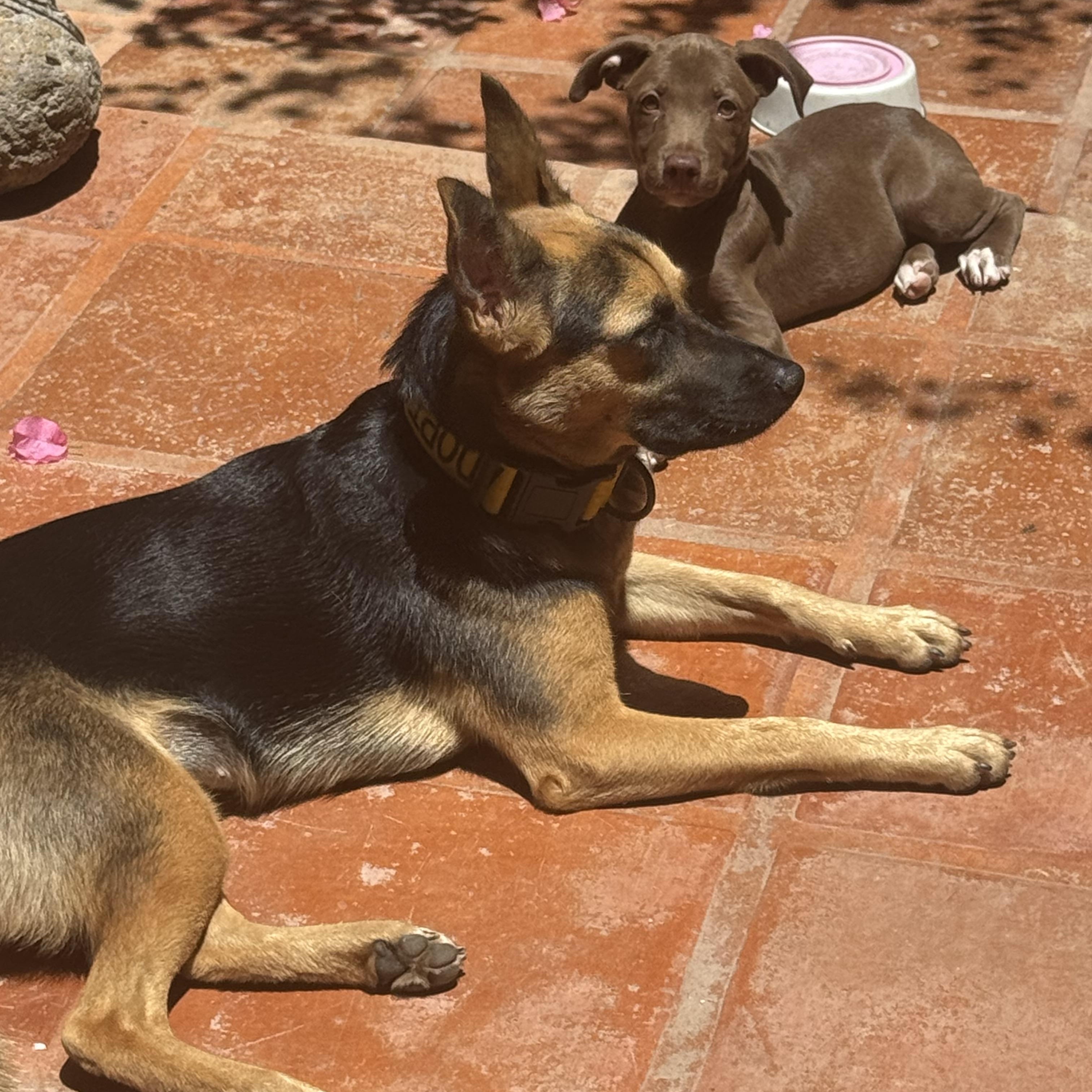 Peppa, a ADOPTABLE mixed breed in oregon city, OR image 3/5