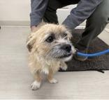 Enlarge Bear, a ADOPTABLE Terrier in Long Beach, WA image 3/3