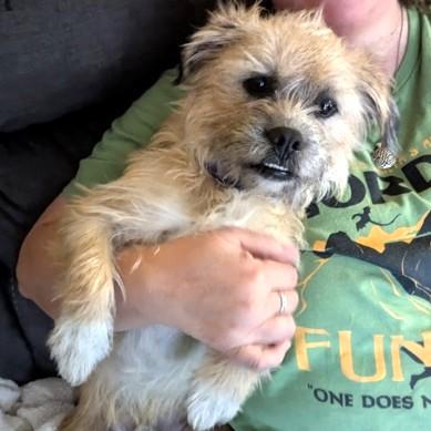 Enlarge Bear, a ADOPTABLE Terrier in Long Beach, WA image 1/3