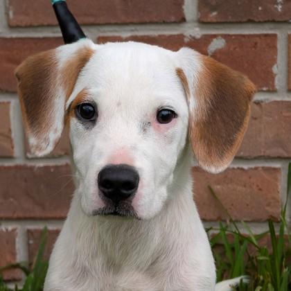 Handsome Hank, Adoptable, Puppy Male Hound & Mixed Breed.