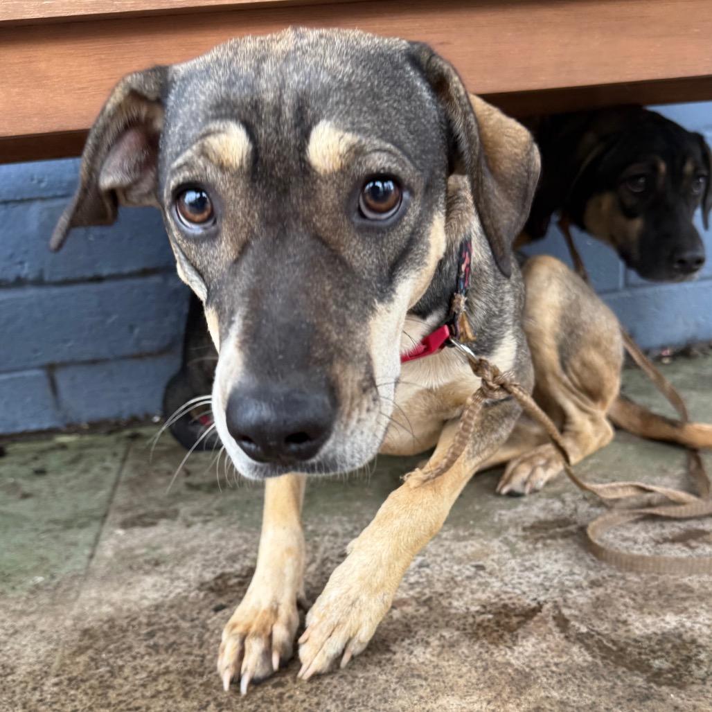 Enlarge Kai, a Adoptable Shepherd in Wahiawa, HI image 1/2
