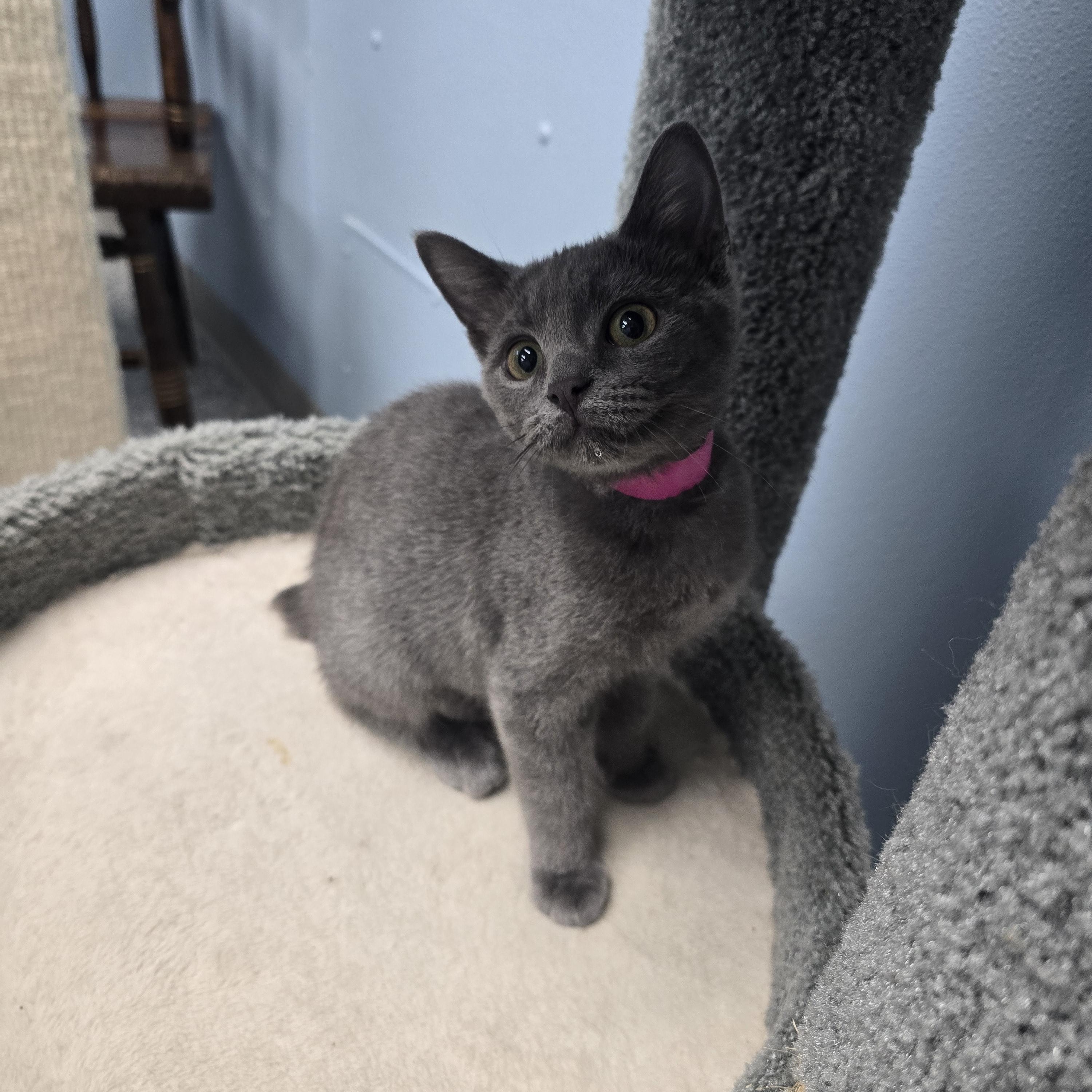 Misty, Adopted, Kitten Female Domestic Short Hair.