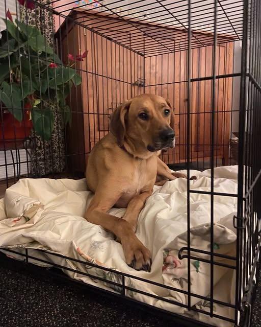 Enlarge EDEN, an adopted mixed breed in Huntington, NY image 1/1