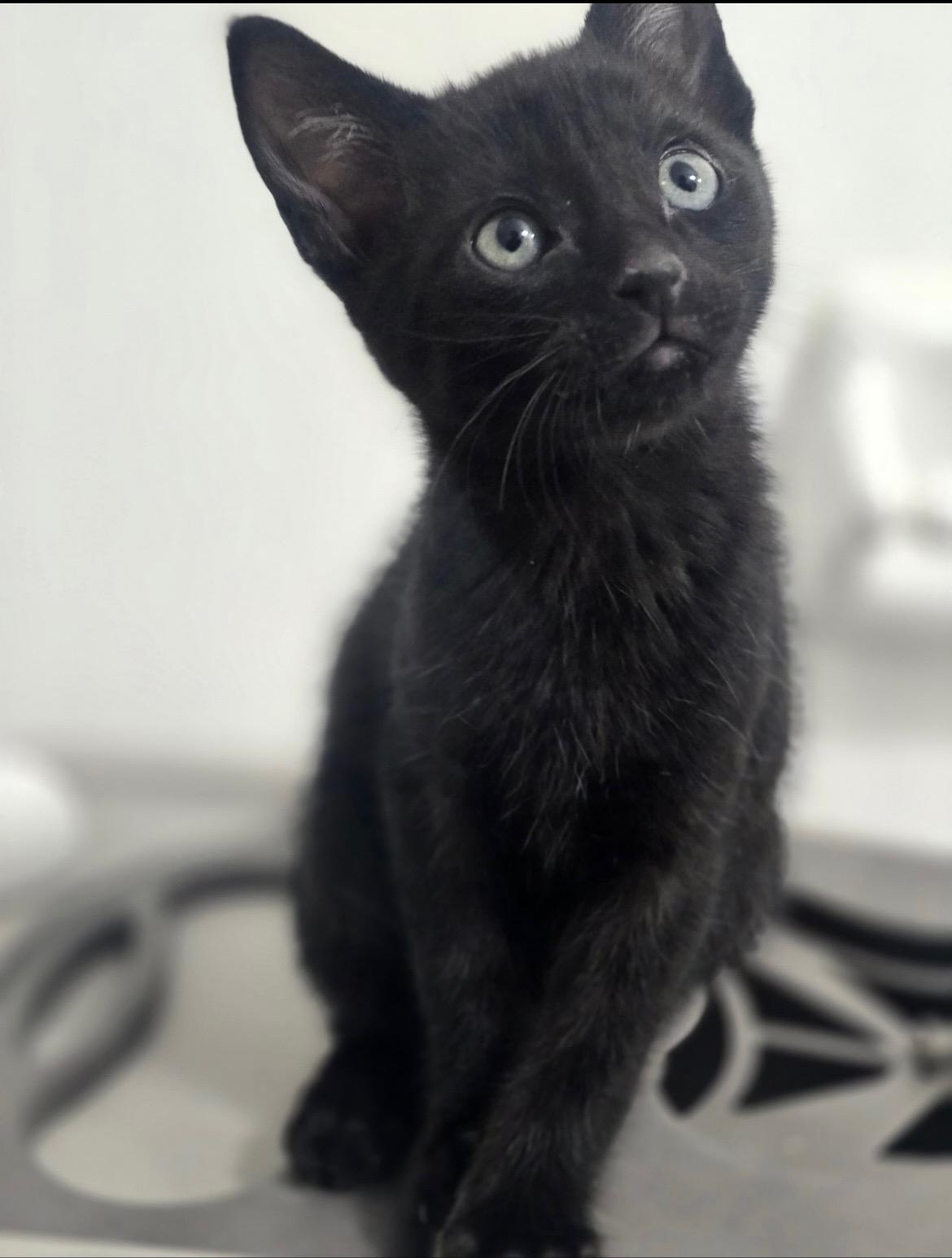 Enlarge Boo, a ADOPTABLE Domestic Short Hair in Boston, MA image 3/5