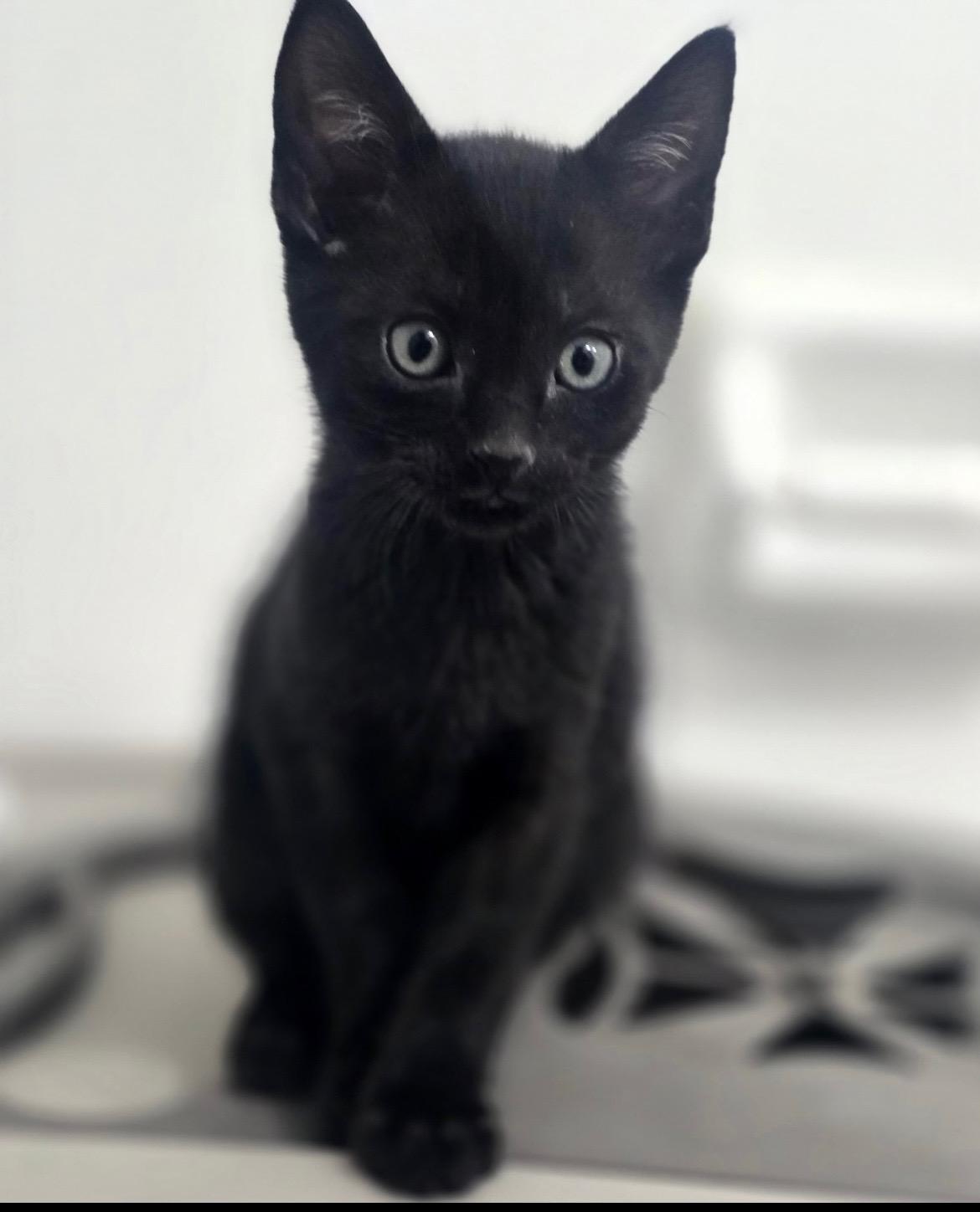 Enlarge Boo, a ADOPTABLE Domestic Short Hair in Boston, MA image 5/5