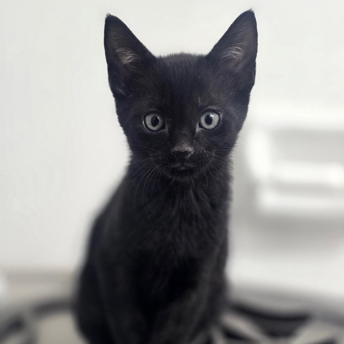Boo, ADOPTABLE, Kitten Male Domestic Short Hair.