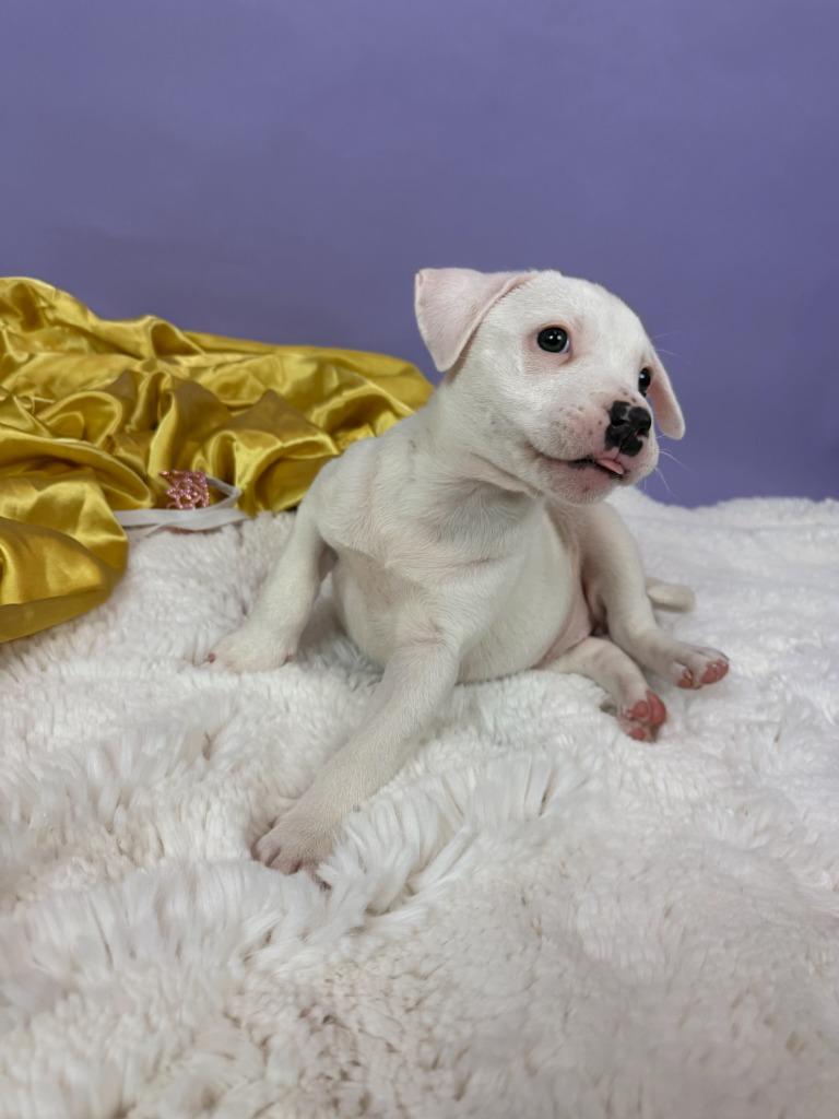 Enlarge Duchess, a Adoptable mixed breed in Phoenix, AZ image 1/5