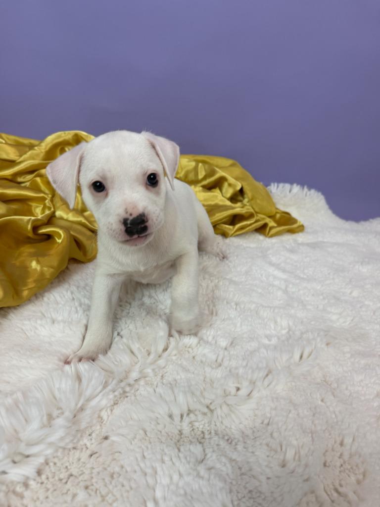 Enlarge Duchess, a Adoptable mixed breed in Phoenix, AZ image 2/5