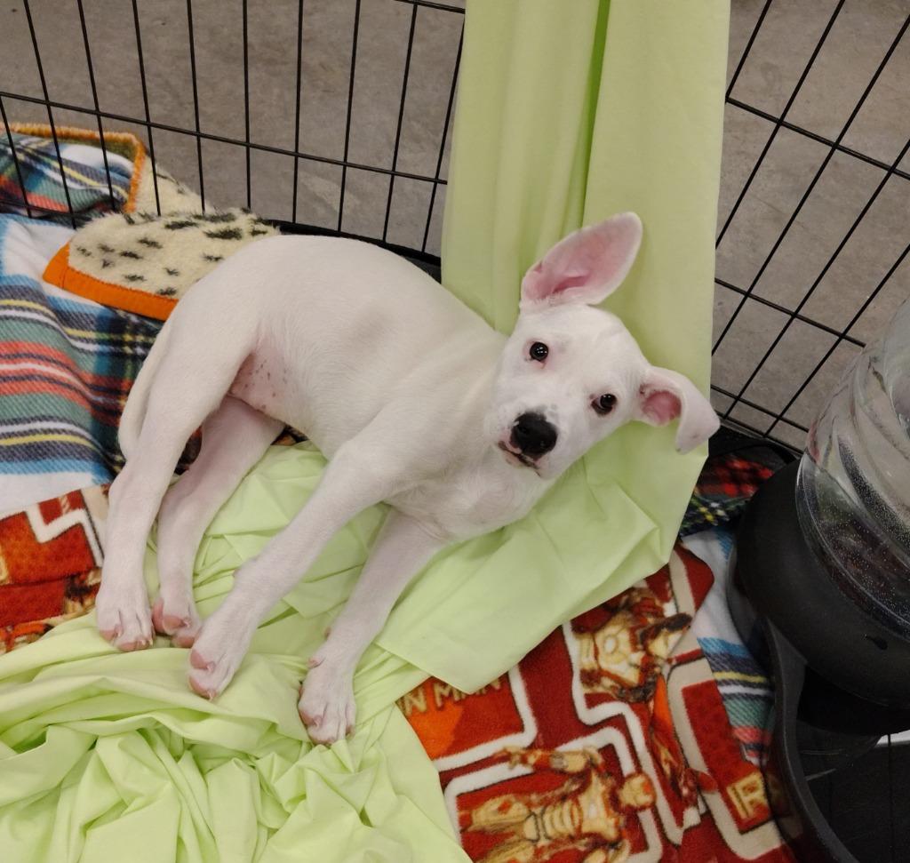 Duchess, Adoptable, Puppy Female Bull Terrier & Pit Bull Terrier.