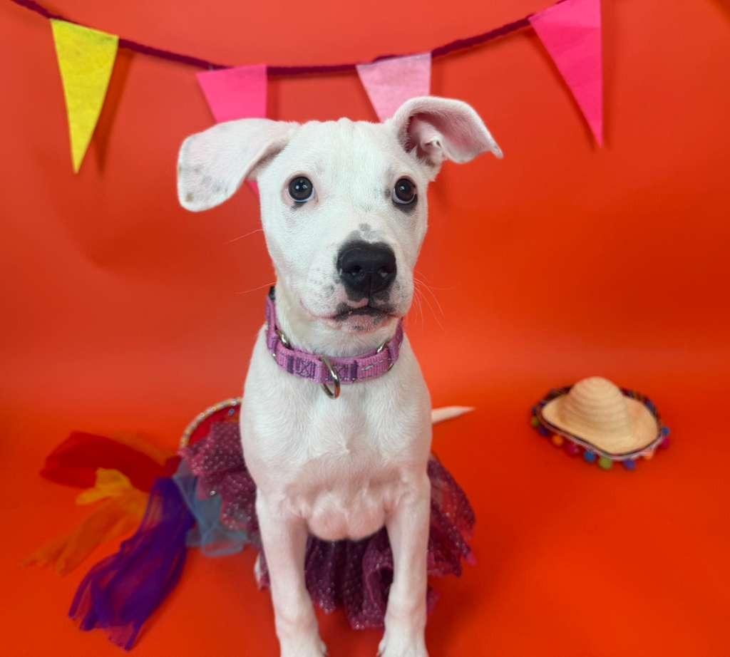 Enlarge Duchess, a Adoptable mixed breed in Phoenix, AZ image 2/5
