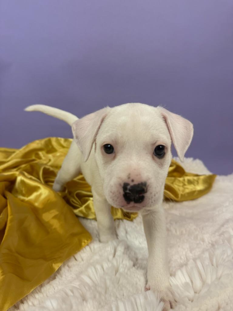 Enlarge Duchess, a Adoptable mixed breed in Phoenix, AZ image 3/5