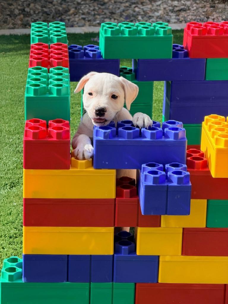 Enlarge Duchess, a Adoptable mixed breed in Phoenix, AZ image 4/5