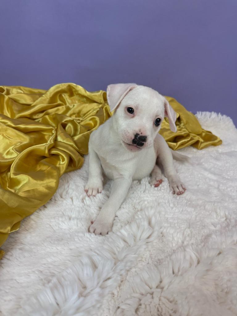 Enlarge Duchess, a Adoptable mixed breed in Phoenix, AZ image 5/5