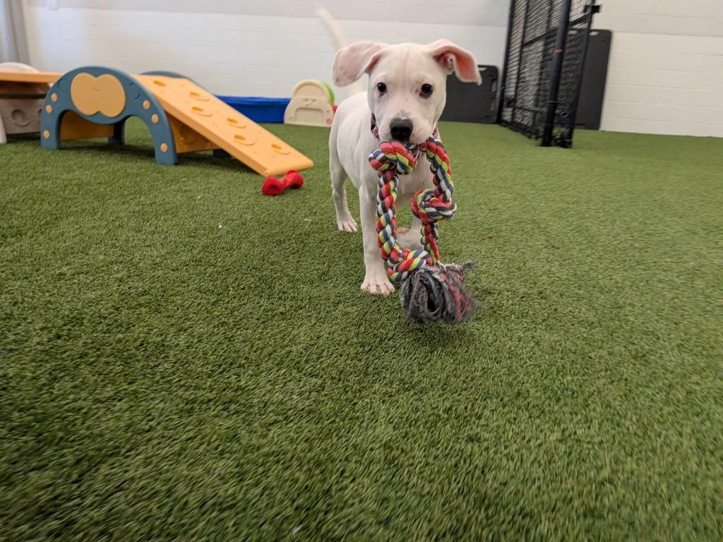 Enlarge Duchess, a Adoptable mixed breed in Phoenix, AZ image 5/5