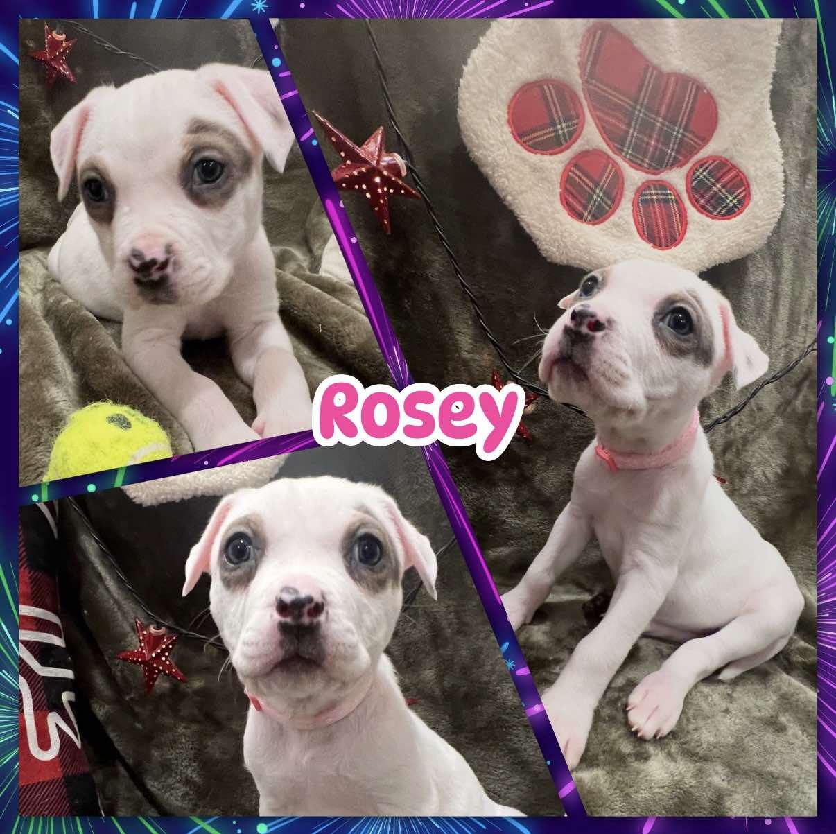 Enlarge Rosey, a ADOPTABLE mixed breed in Ringwood, NJ image 1/2